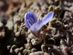 Veronica lilliputiana
