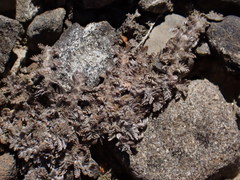 Leptinella maniototo