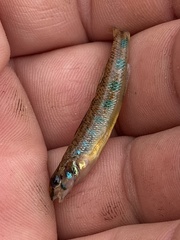 Etheostoma stigmaeum