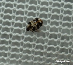 Anthrenus picturatus