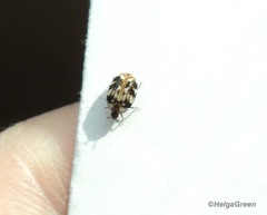 Anthrenus picturatus