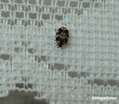 Anthrenus picturatus