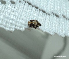 Anthrenus picturatus