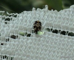 Anthrenus picturatus