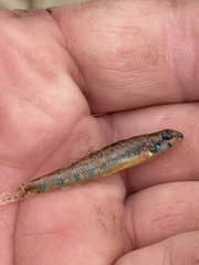 Etheostoma stigmaeum