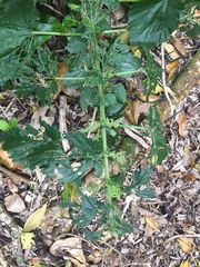 Urtica australis