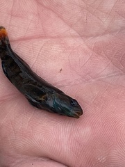 Etheostoma chuckwachatte