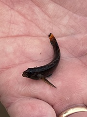 Etheostoma chuckwachatte