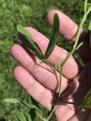 Lathyrus hirsutus