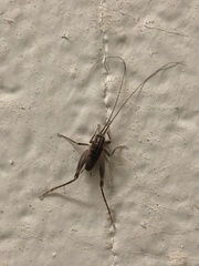 Ceuthophilus maculatus