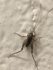 Ceuthophilus maculatus