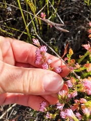 Erica labialis