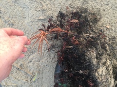 Dracophyllum arboreum