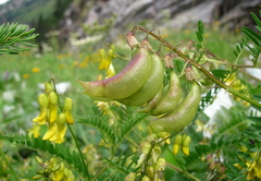 Astragalus penduliflorus