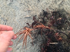 Dracophyllum arboreum