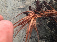 Dracophyllum arboreum