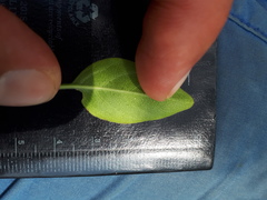 Chorisochora transvaalensis