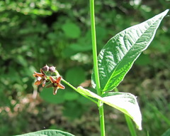 Vincetoxicum ucrainicum