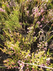 Erica labialis