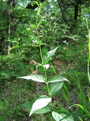 Vincetoxicum ucrainicum