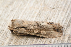 Lithophane disposita