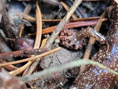 Plethodon stormi