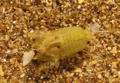 Isocladus armatus