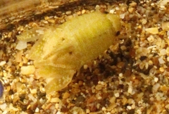Isocladus armatus
