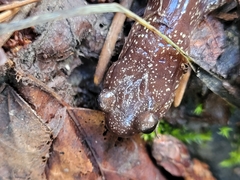Plethodon stormi