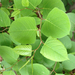 Japanese Knotweed - Photo (c) Marie Studer, some rights reserved (CC BY), uploaded by Marie Studer