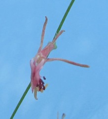 Gaura