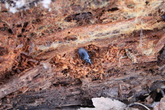 Limodromus