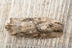 Lithophane disposita