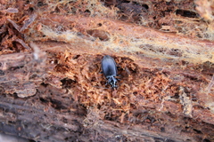 Limodromus
