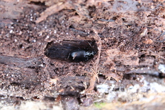 Limodromus