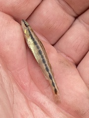Percina smithvanizi