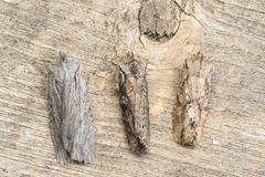 Lithophane disposita