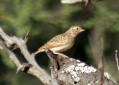 Mirafra passerina