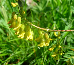 Astragalus penduliflorus