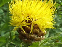 Centaurea polyphylla