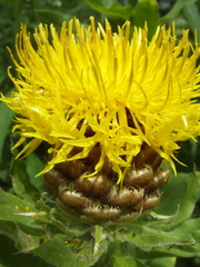 Centaurea polyphylla