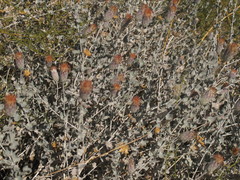 Brickellia incana