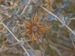 Brickellia incana