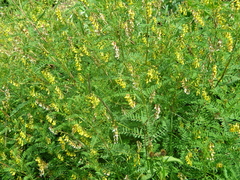 Astragalus penduliflorus