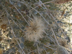 Brickellia incana