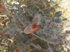 Brickellia incana