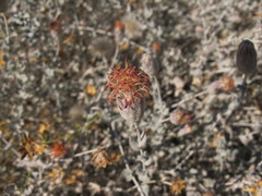 Brickellia incana