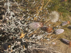 Brickellia incana