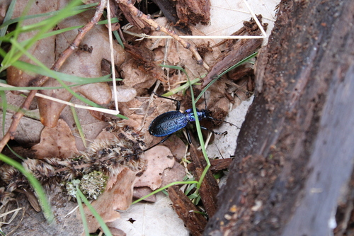 Carabus intricatus