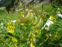 Astragalus penduliflorus
